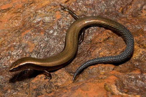 Pilbara blue-tailed slider (Lerista zietzi)