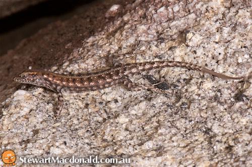 Bamboo Range rock skink (Liburnascincus artemis)