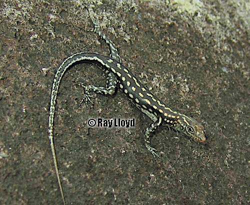 Coen rock-skink (Liburnascincus coensis)
