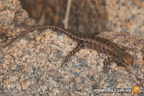 outcrop rock-skink (Liburnascincus mundivensis)