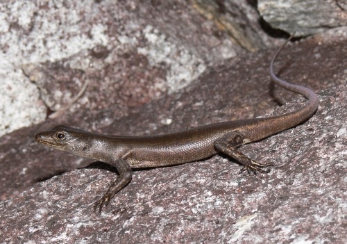 Black Mountain rock-skink (Liburnascincus scirtetis)