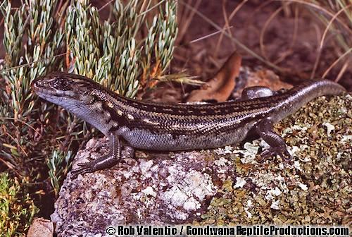 Snowy Mountains skink (Liopholis guthega)