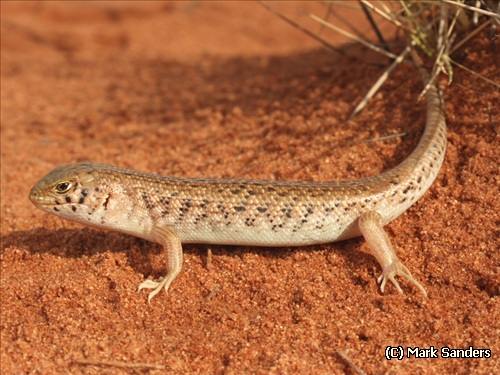 desert skink (Liopholis inornata)