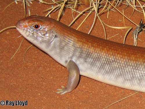 great desert skink (Liopholis kintorei)