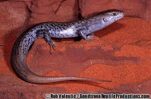 Centralian Ranges rock-skink (Liopholis margaretae)