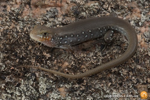 Eastern Ranges rock-skink (Liopholis modesta)