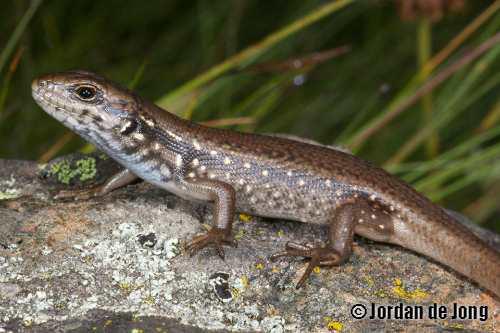 mountain skink (Liopholis montana)