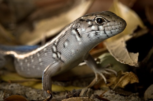 bull skink (Liopholis multiscutata)