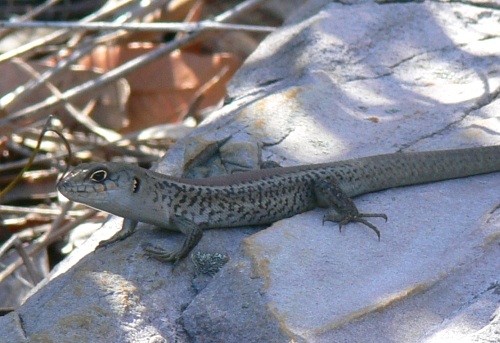 south-western rock-skink (Liopholis pulchra)