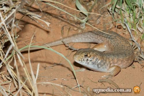 Slater's skink (Liopholis slateri)