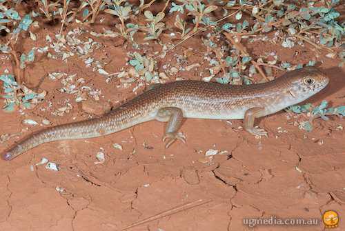 night skink (Liopholis striata)