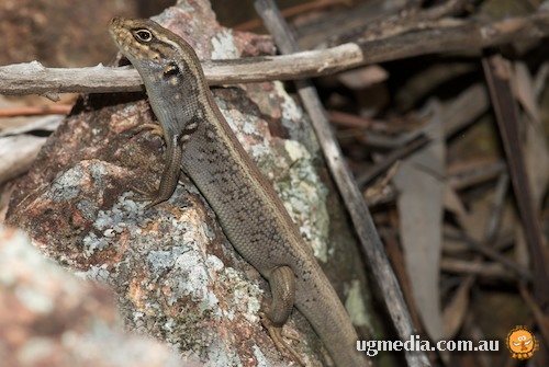 White's skink (Liopholis whitii)