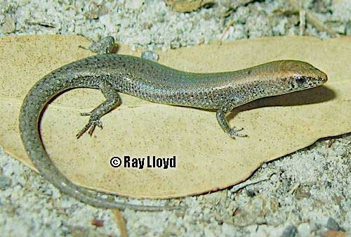 large-disced litter-skink (Lygisaurus aeratus)