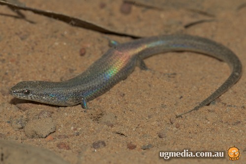 iridescent litter-skink (Lygisaurus foliorum)