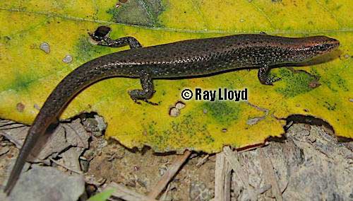 rainforest edge litter-skink (Lygisaurus laevis)