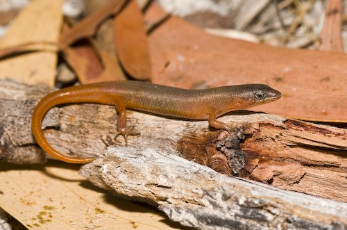 translucent litter-skink (Lygisaurus macfarlani)