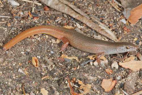 red-tailed litter-skink (Lygisaurus malleolus)
