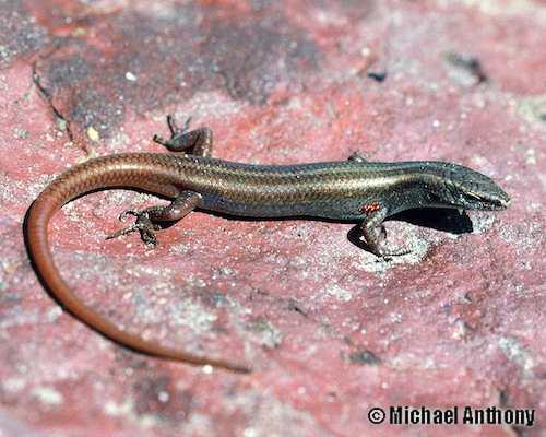 fire-tailed rainbow-skink (Lygisaurus parrhasius)