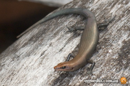 Chillagoe litter-skink (Lygisaurus rococo)