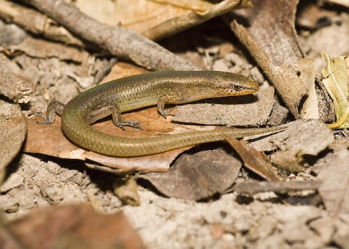 Eastern Cape litter-skink (Lygisaurus sesbrauna)