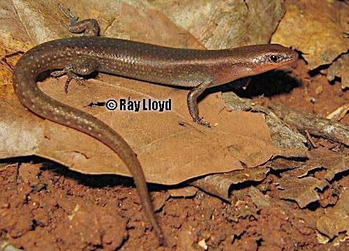 Endeavour River litter-skink (Lygisaurus tanneri)