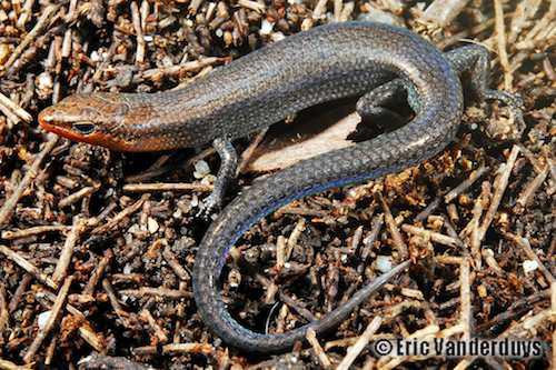 sun-loving litter-skink (Lygisaurus zuma)