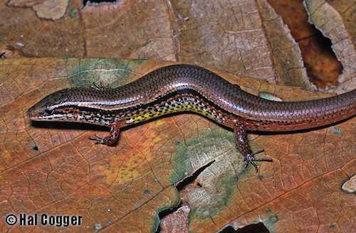 Christmas Island grass-skink (Lygosoma bowringii)