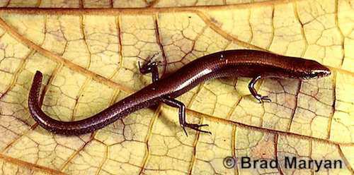 Top End dwarf skink (Menetia alanae)
