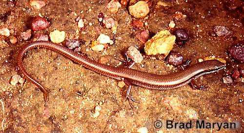 Jabiluka dwarf skink (Menetia concinna)
