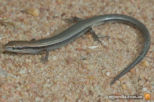 common dwarf skink (Menetia greyii)