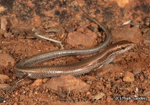 northern dwarf skink (Menetia maini)