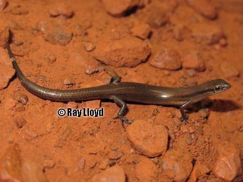 western dwarf skink (Menetia surda)