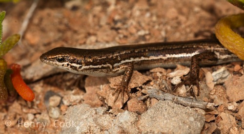 saltbush morethia skink (Morethia adelaidensis)