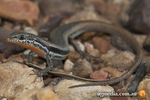 south-eastern morethia skink (Morethia boulengeri)