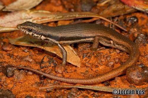 woodland morethia skink (Morethia butleri)