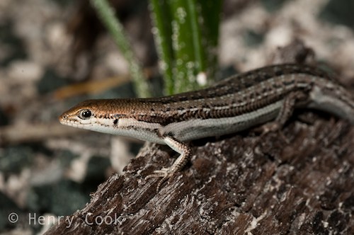 West Coast morethia skink (Morethia lineoocellata)