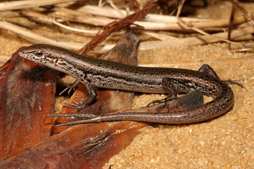 shrubland morethia skink (Morethia obscura)