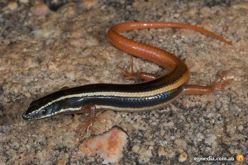 lined fire-tailed skink (Morethia ruficauda)