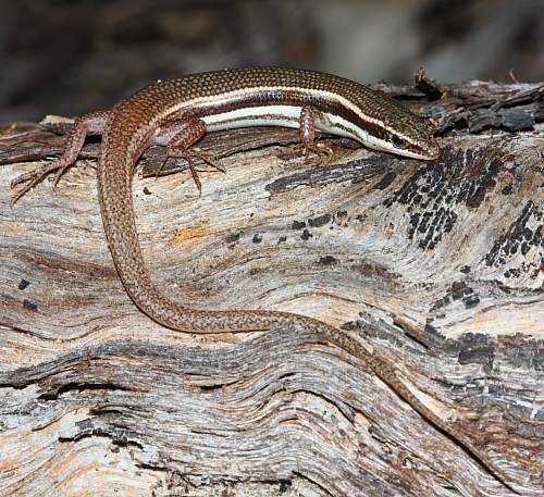 Top End fire-tailed skink (Morethia storri)