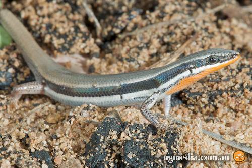 fire-tailed skink (Morethia taeniopleura)