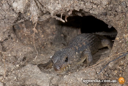 Nangur spiny skink (Nangura spinosa)