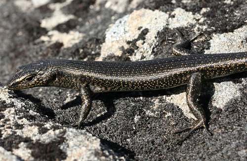alpine cool-skink (Niveoscincus greeni)