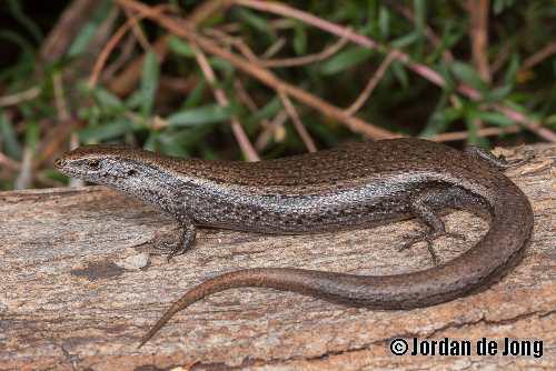 metallic cool-skink (Niveoscincus metallicus)