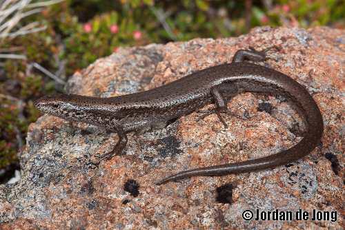 southern snow skink (Niveoscincus microlepidotus)