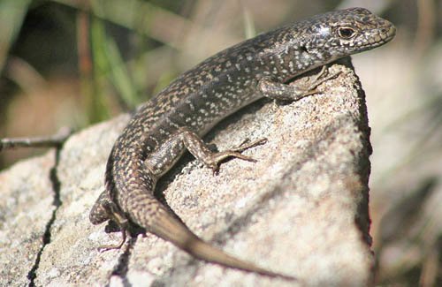 ocellated skink (Niveoscincus ocellatus)