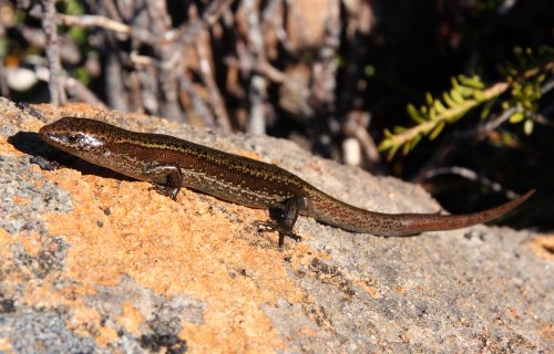 heath cool-skink (Niveoscincus orocryptus)