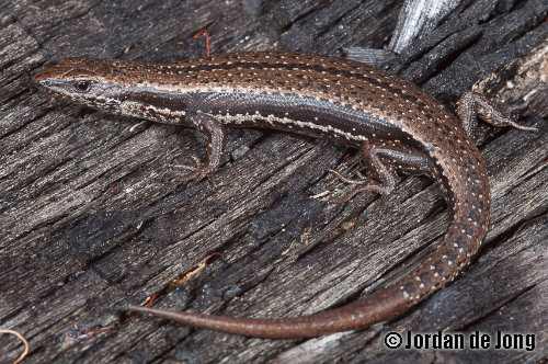 Tasmanian tree skink (Niveoscincus pretiosus)