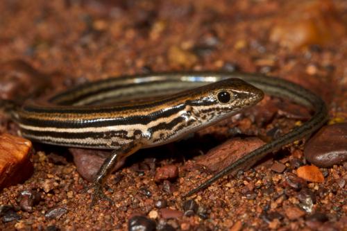 lined soil-crevice skink (Notoscincus butleri)