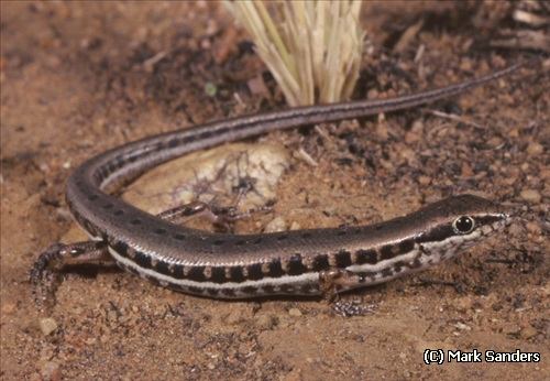 ornate soil-crevice skink (Notoscincus ornatus)