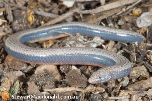 yolk-bellied snake-skink (Ophioscincus ophioscincus)